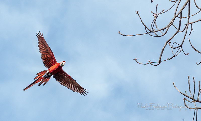 Red & Green Macaw - Brazil
