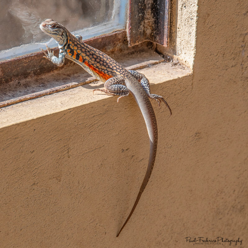 Butterfly Lizard - Cambodia