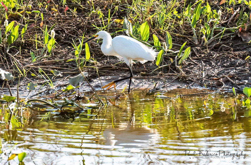 Snowy Egret - Brazil