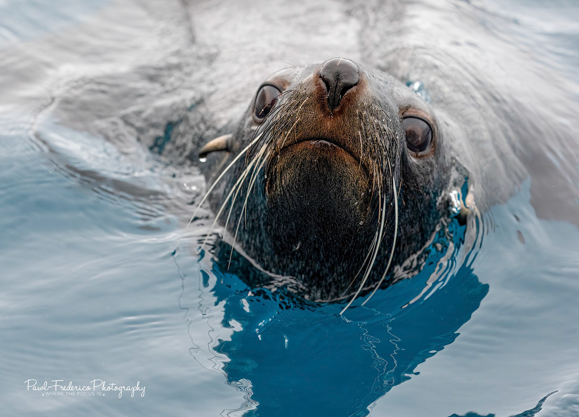 Baby Fur Seal Eyes - S. Georgia Island