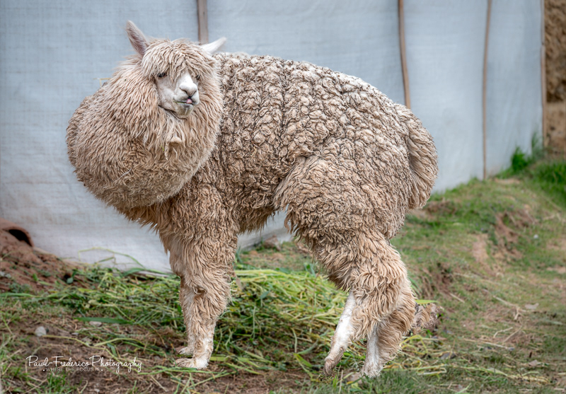 Dancing Alpaca