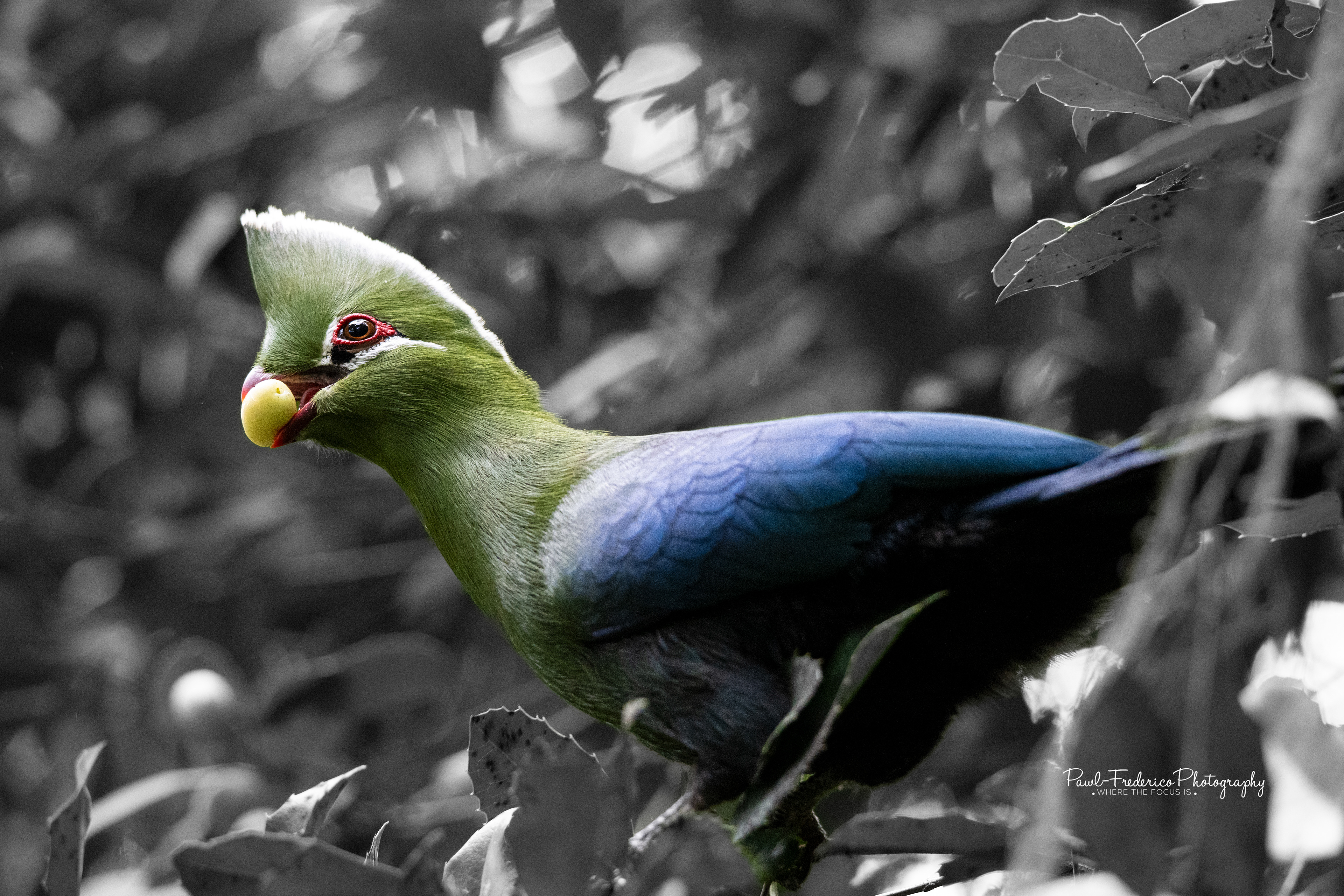 Knysna Turaco - South Africa