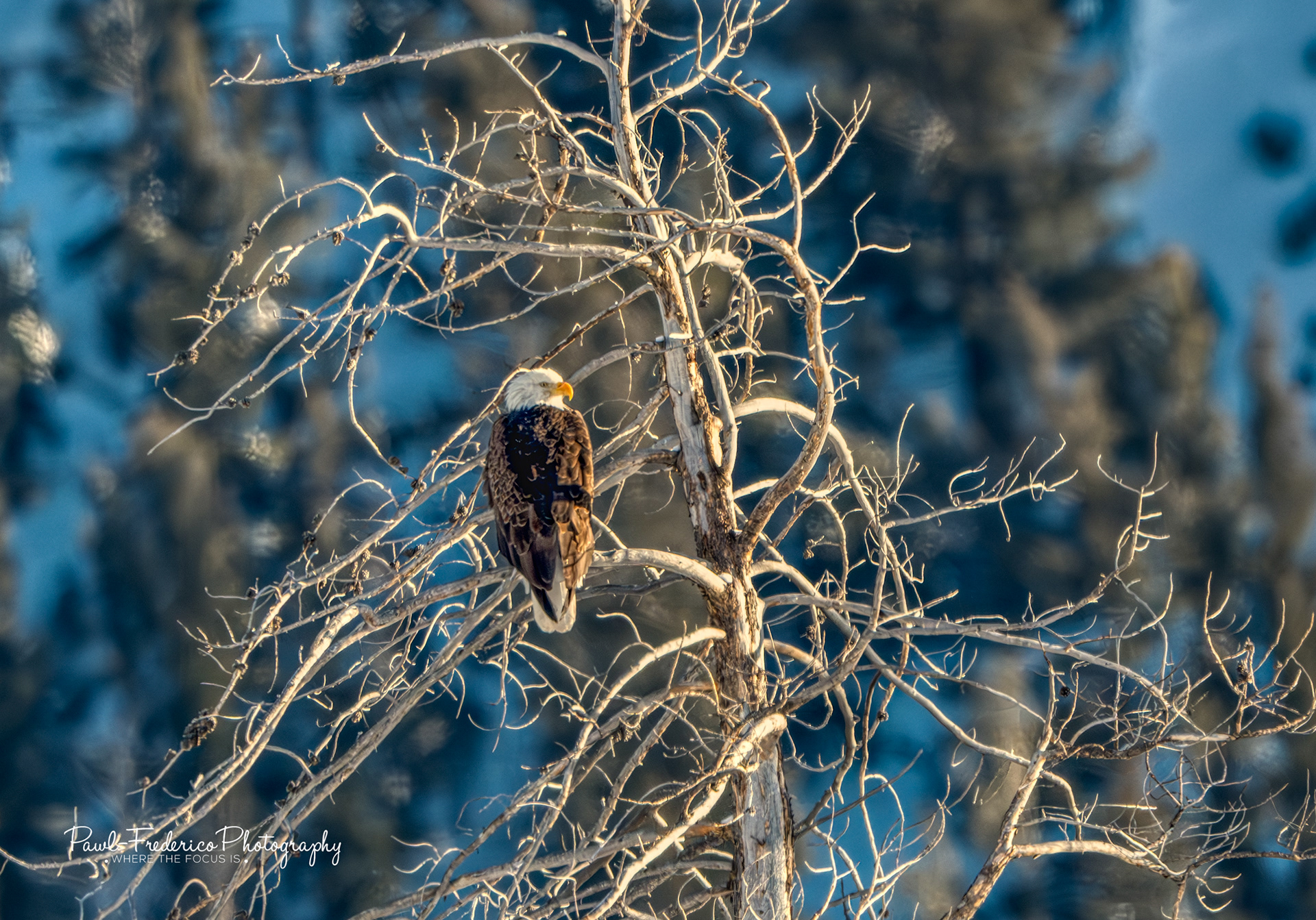 Bald Eagle