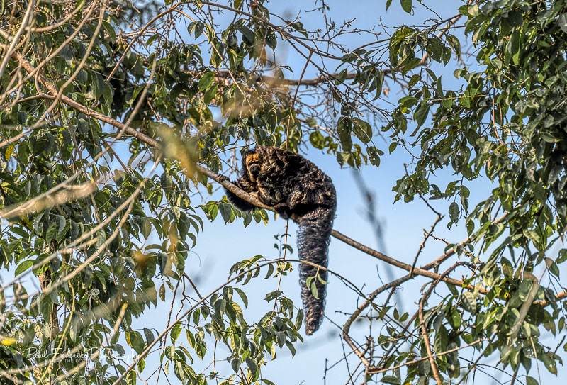 Critically Endangered Woolly Monkey