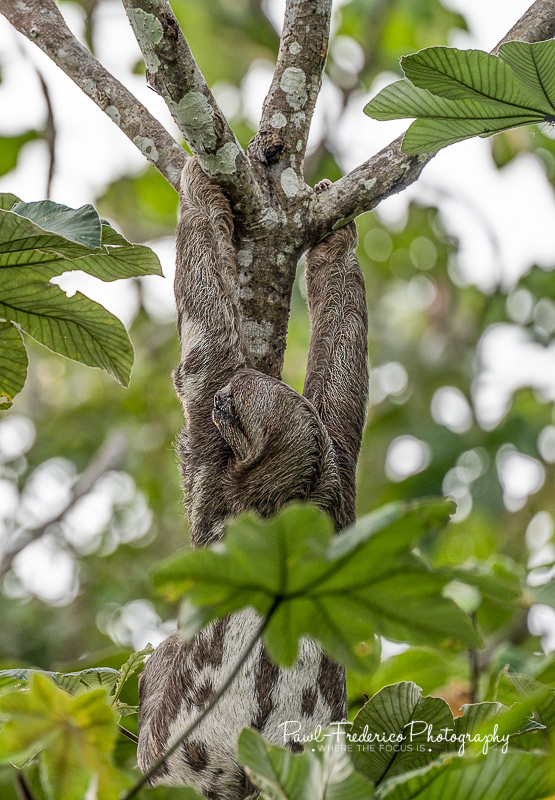 Brown-throated Three-toed Sloth - Peruvian Amazon