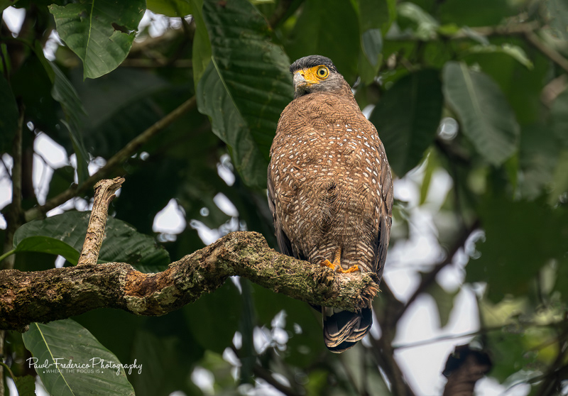 Crested Serpent Eagle