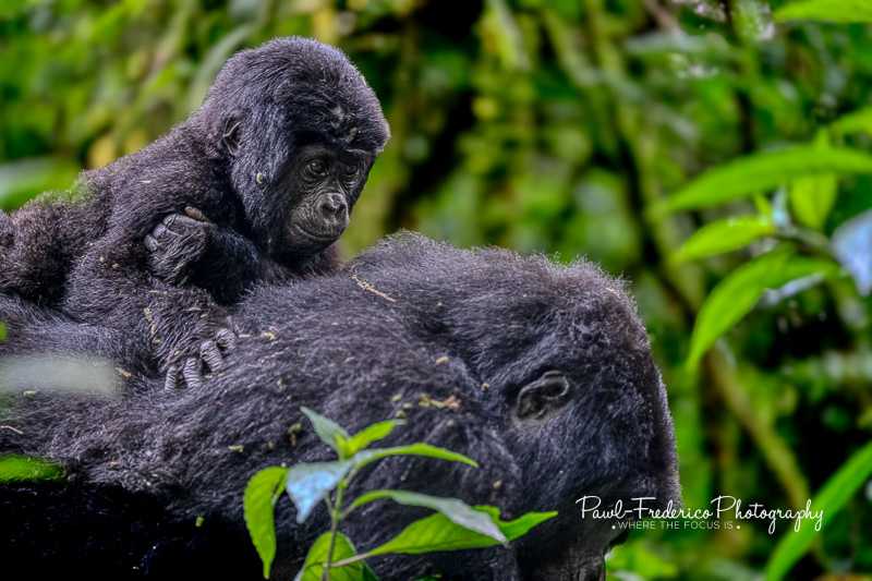 Mamma's Special Boy - Bwindi Impenetrable Forest