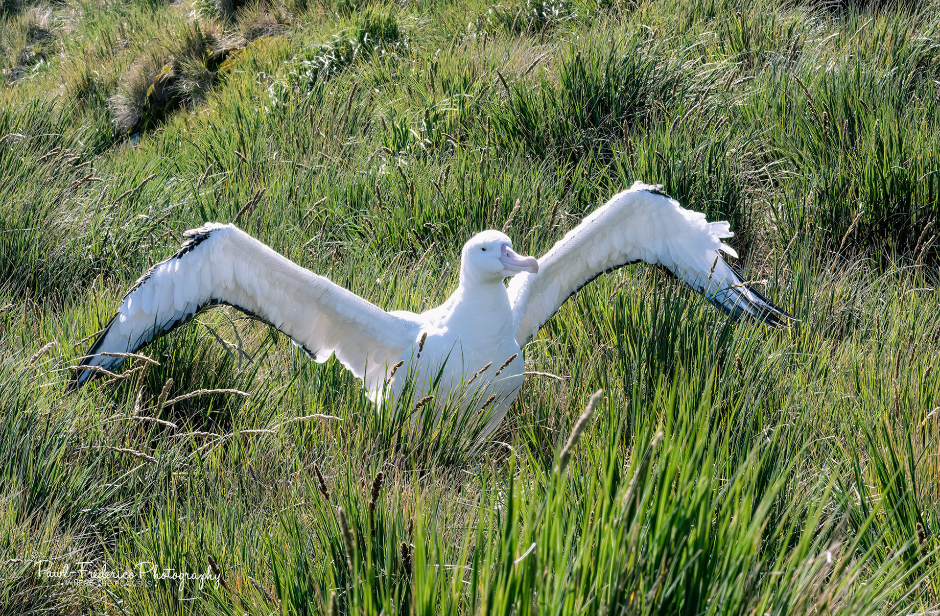Wandering Albatross - Prion Island