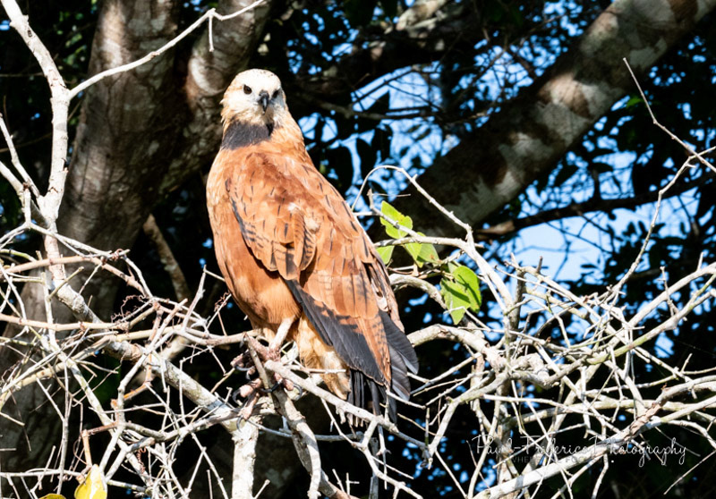 Black-collared Hawk - Brazil