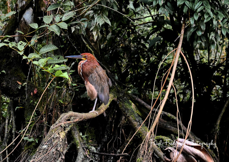 Rufescent Tiger Heron - Ecuadorian Amazon
