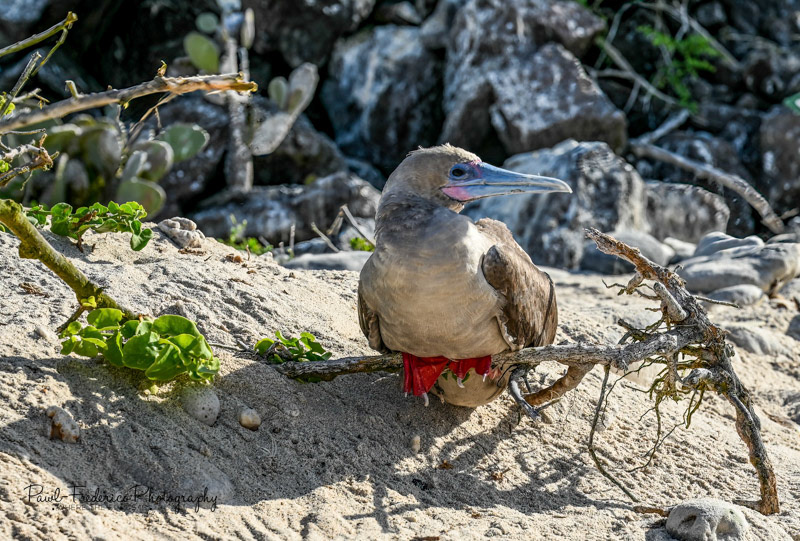 Red Footed Booby - Galapagos