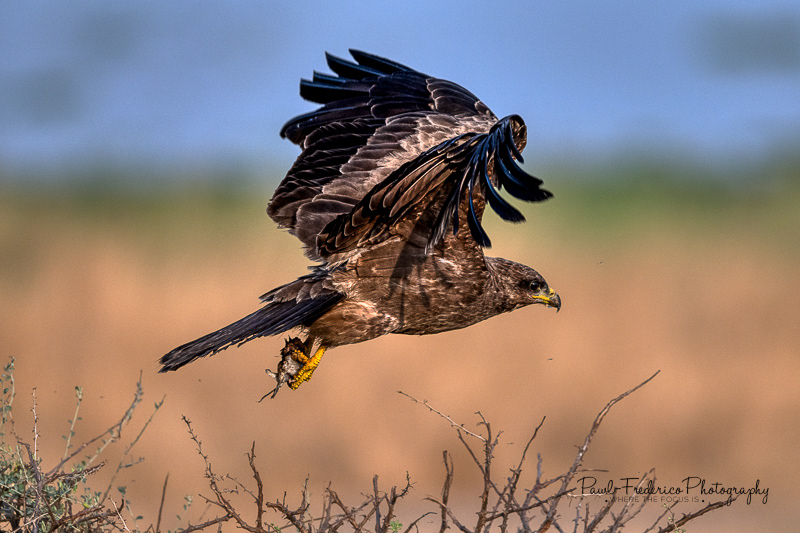 Black Kite - LUNCH