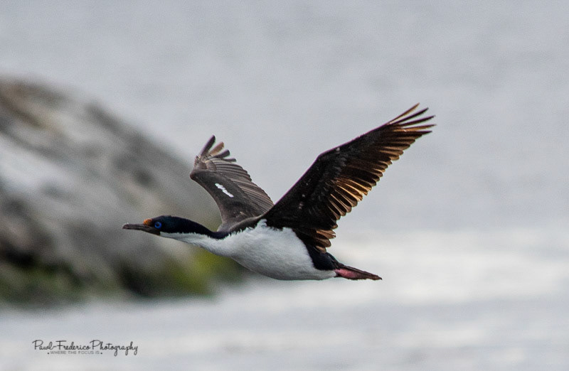 Imperial Cormorant - Beagle Channel