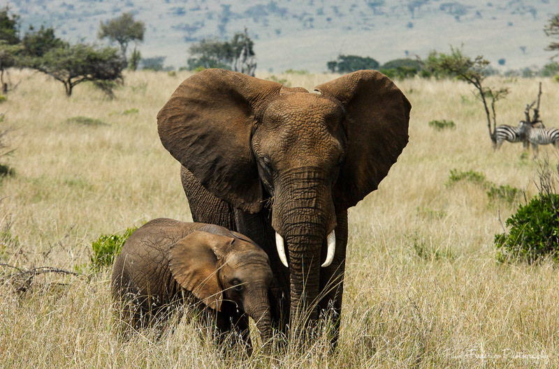 A Mother's Love - Ngoro Ngoro Crater, Tanzania