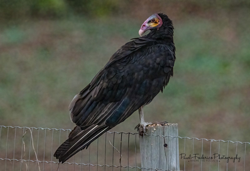 Lesser Yellow-Headed Vulture - Brazil