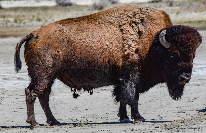 Wild Bison - Utah