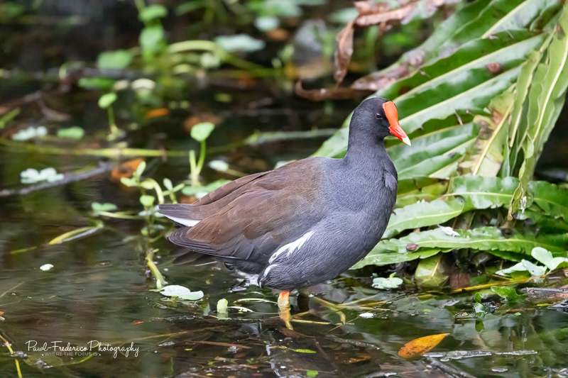Common Gallinule