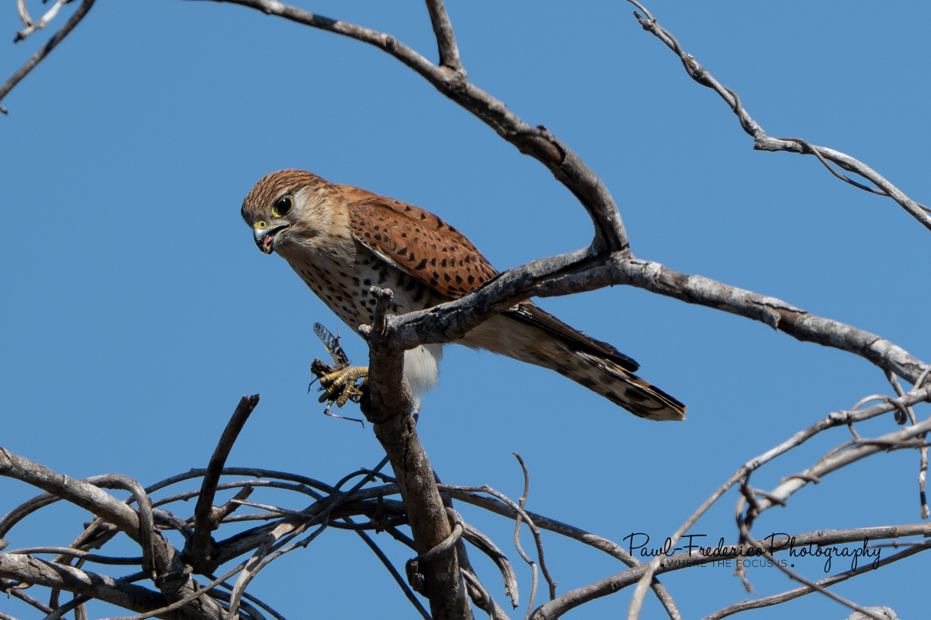 Malagasy Kestrel