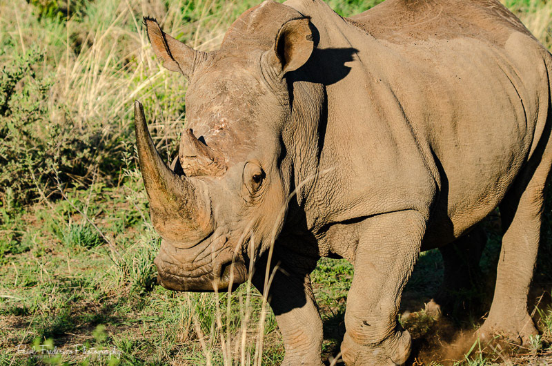 Big Boy - White Rhino