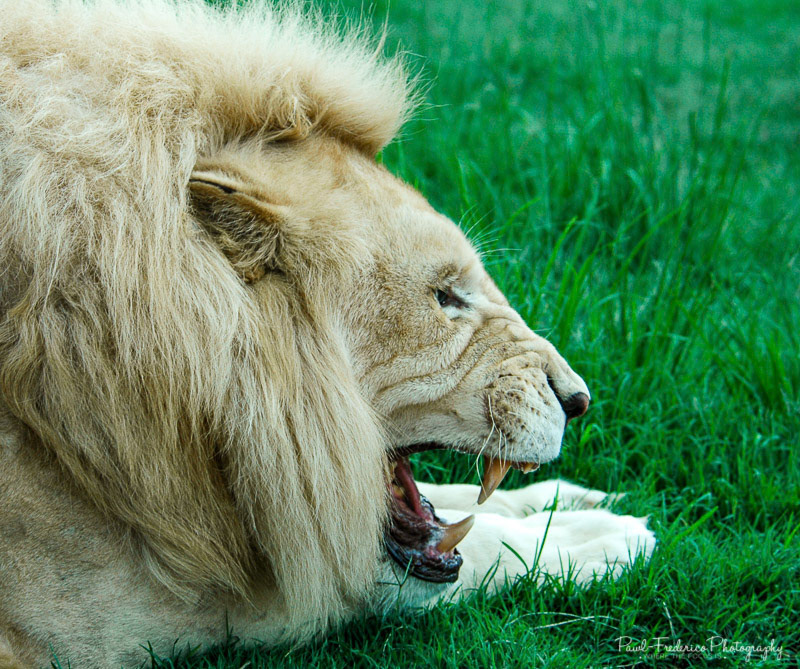 White lion, South Africa