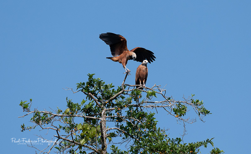 Black-collared Hawks