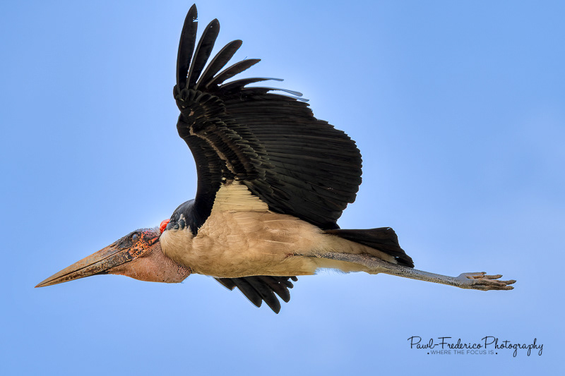 Maribou Stork