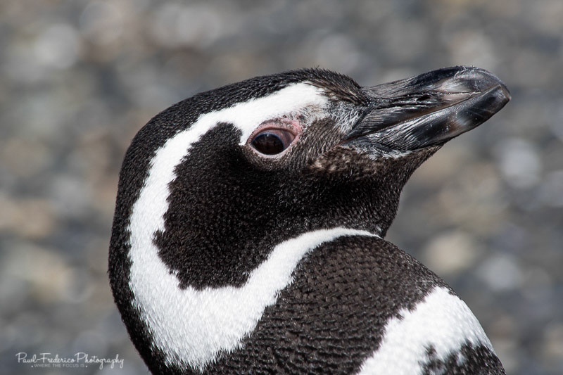 Wait, What?! - Magellenic Penguin - Argentina