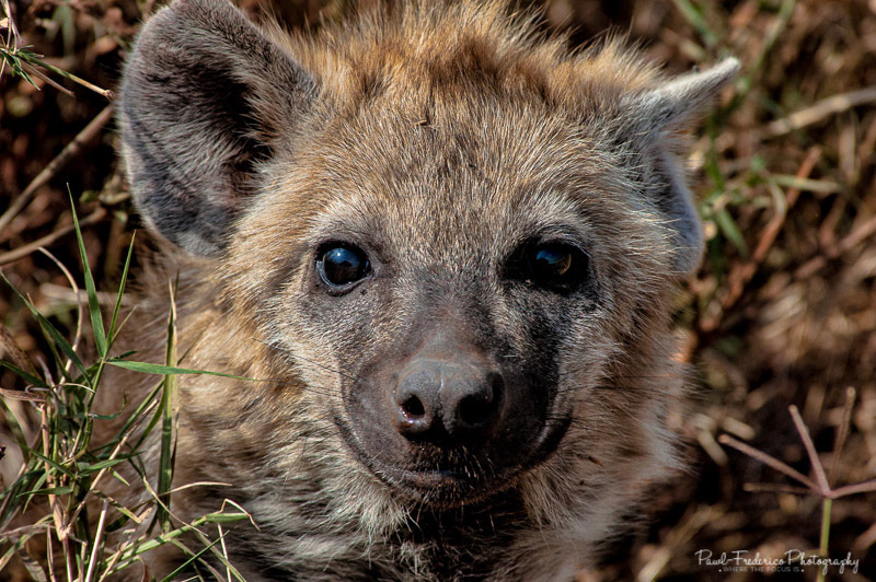 Baby Hyena - Ngoro Ngoro, Tanzania