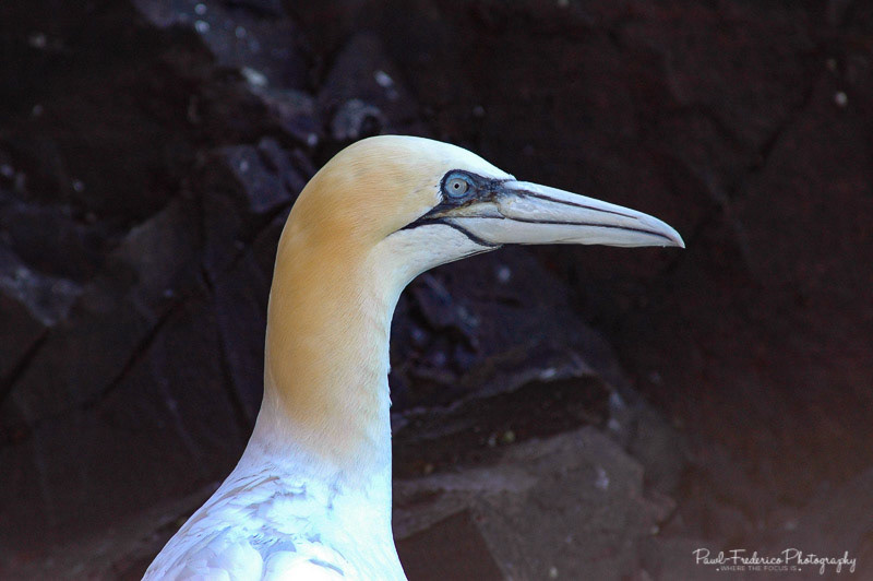Serious Gannet - Scotland