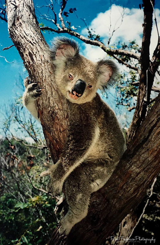 Koala - Sydney, Australia