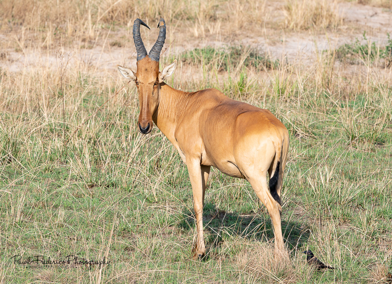 Jackson's Hartebeest