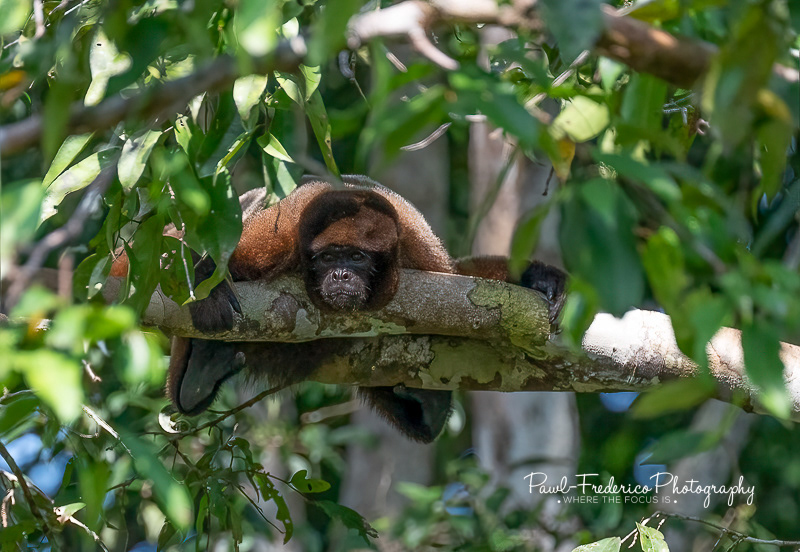 Red Howler Monkey - Peruvian Amazon