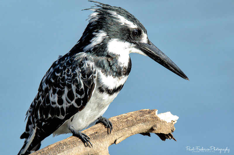  Pied Kingfisher - India