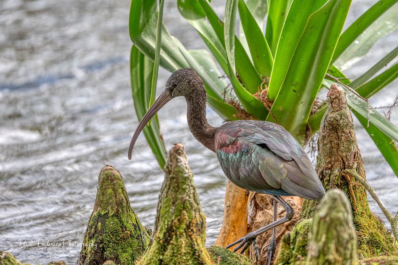 Glossy Ibis