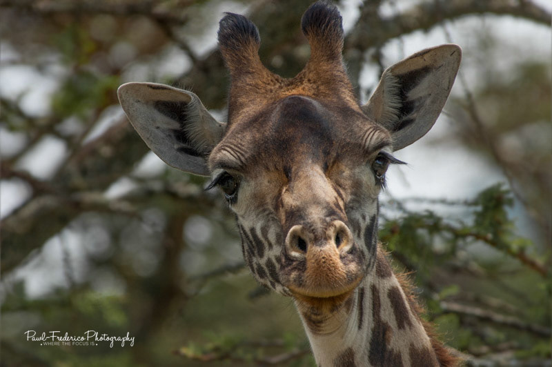 Opinionated Giraffe
