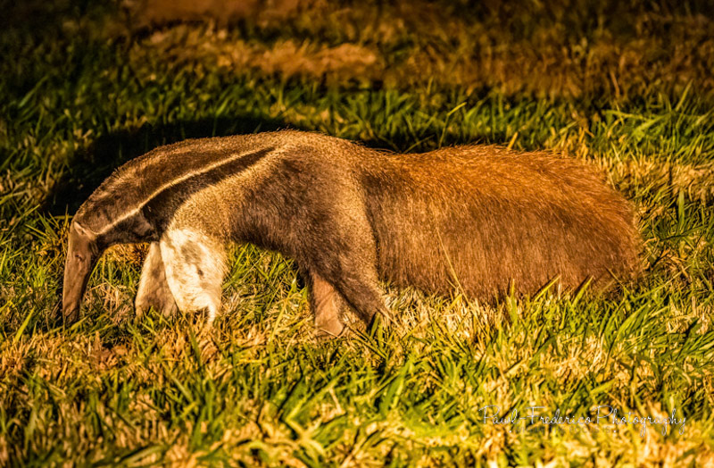 Anteater Pantanal, Brazil