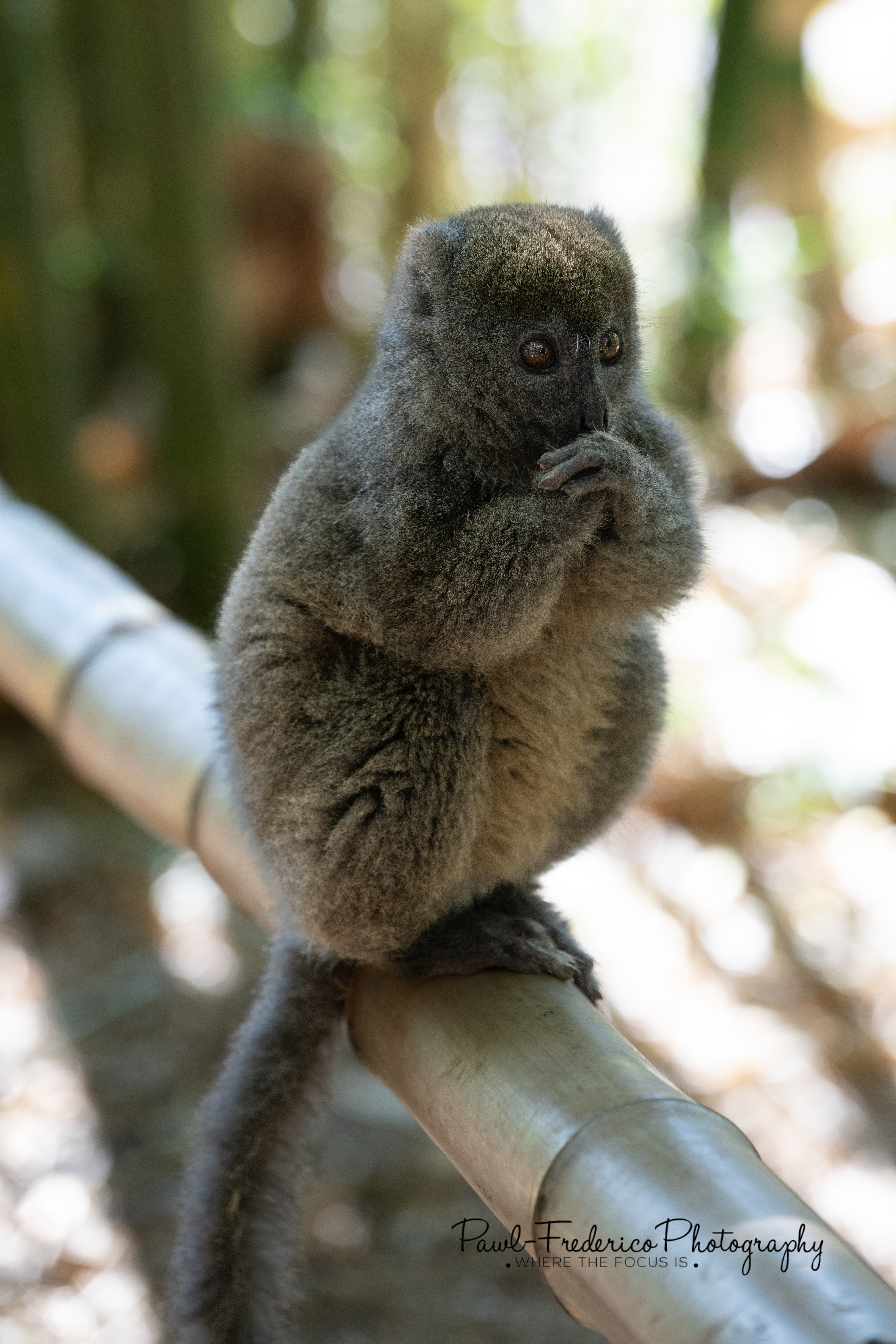 Bamboo Lemur