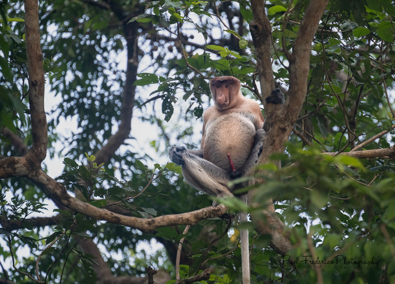 Hey Ladies, Pick Me! - Male Proboscis of Borneo