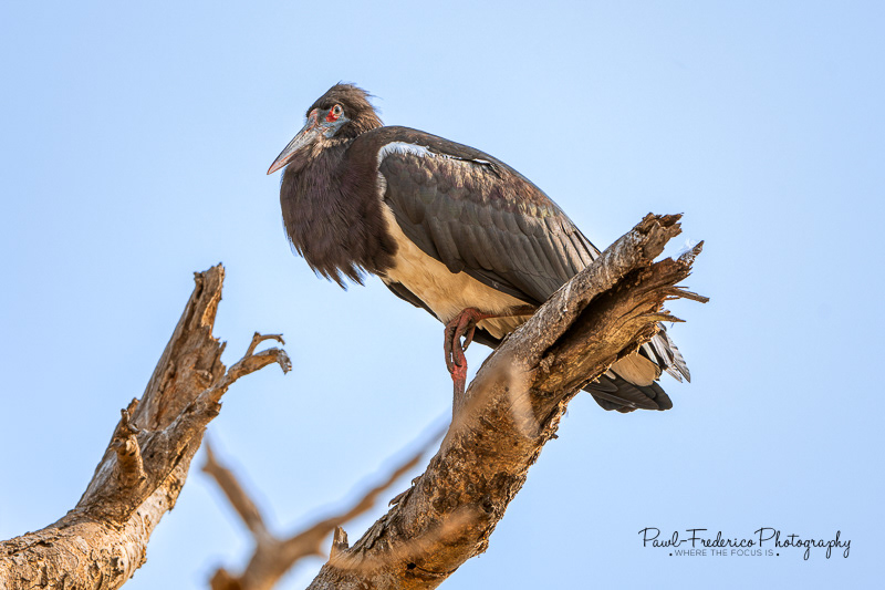 Abdim's Stork