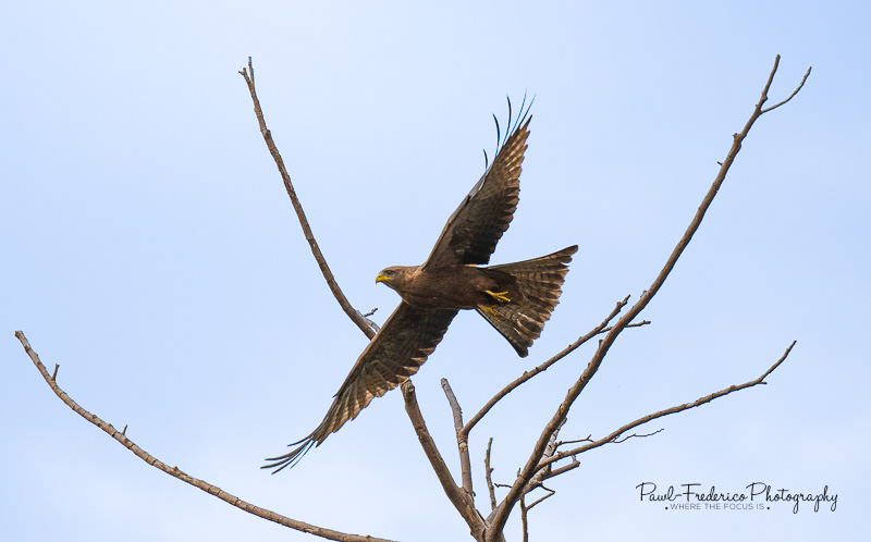 Black Kite