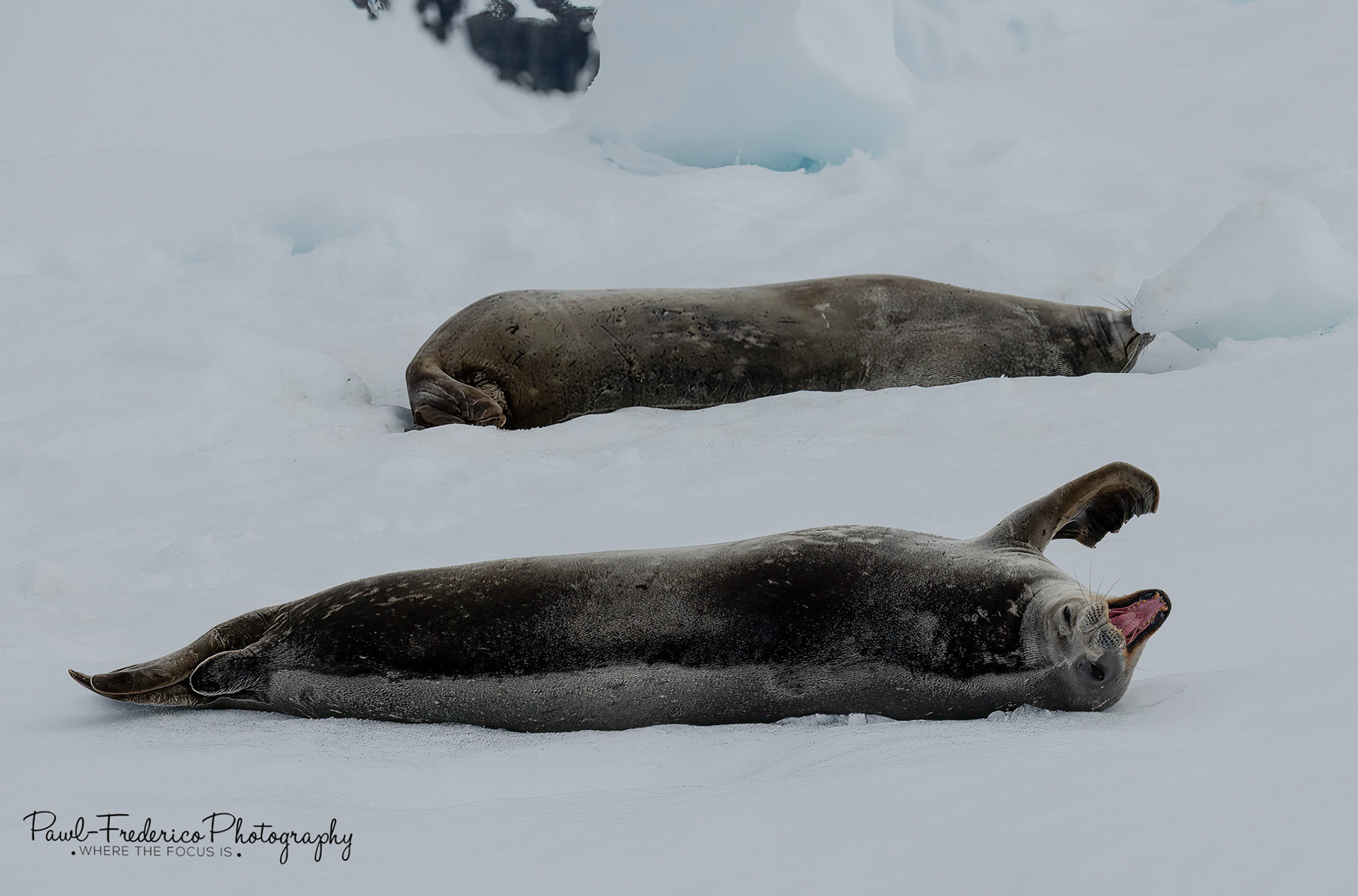 Weddell Seal - Antarctica