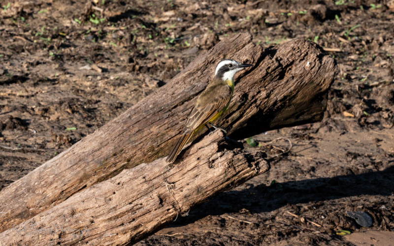 Lesser Kiskadee - Brazil