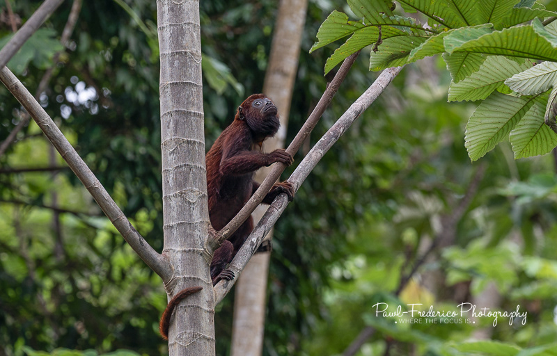 Red Howler Monkey