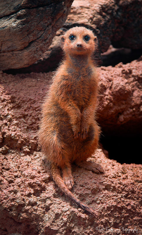 Meerkat - S. Africa