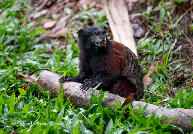 Saddle-backed Tamarin- Peruvian Amazon