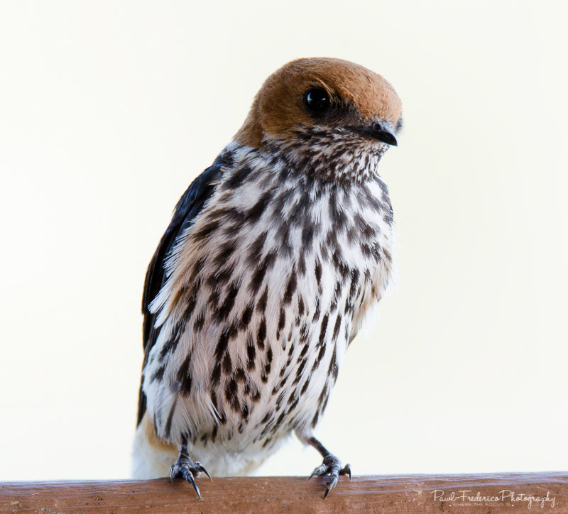 Lesser Striped Swallow - S. Africa