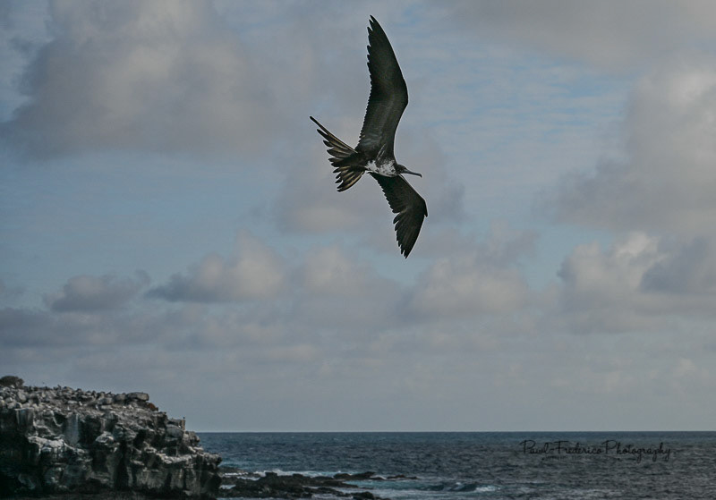 The Frigate Bird will die if it gets wet!