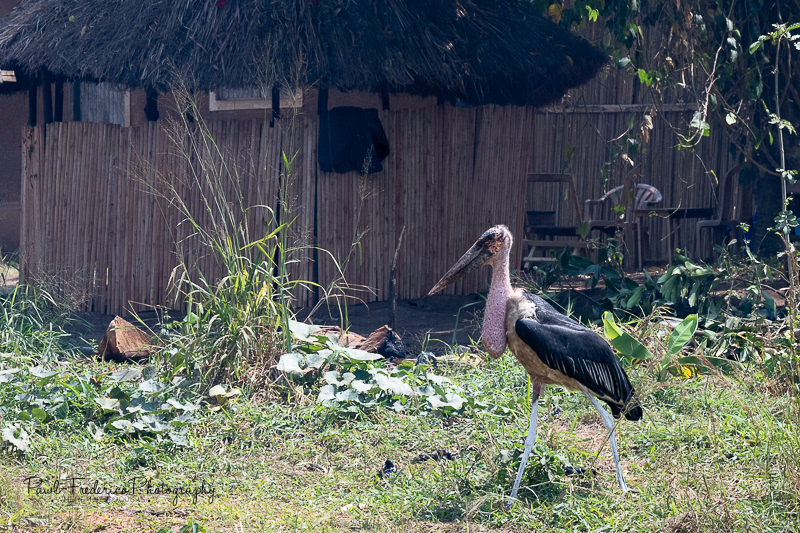 Maribou Stork - NOT Bringing a Baby