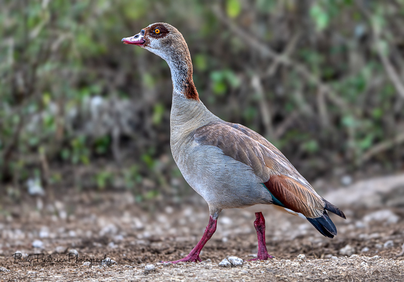Egyptian Duck