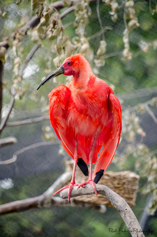 Scarlet Ibis